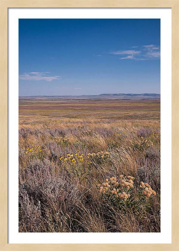 Prairie Wildflowers Swaying In Warm Breeze