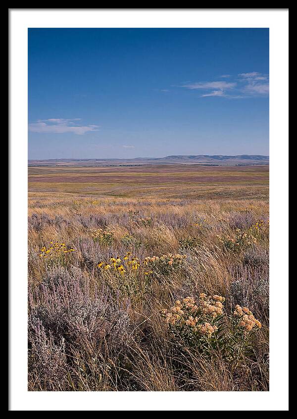 Prairie Wildflowers Swaying In Warm Breeze