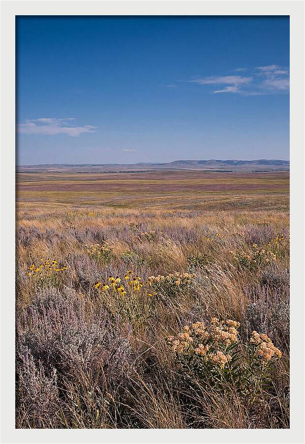 Prairie Wildflowers Swaying In Warm Breeze
