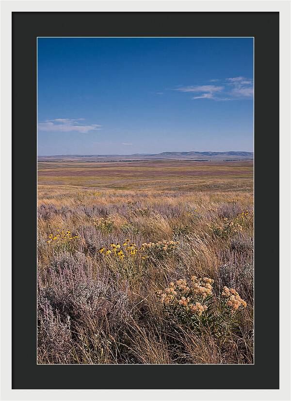 Prairie Wildflowers Swaying In Warm Breeze