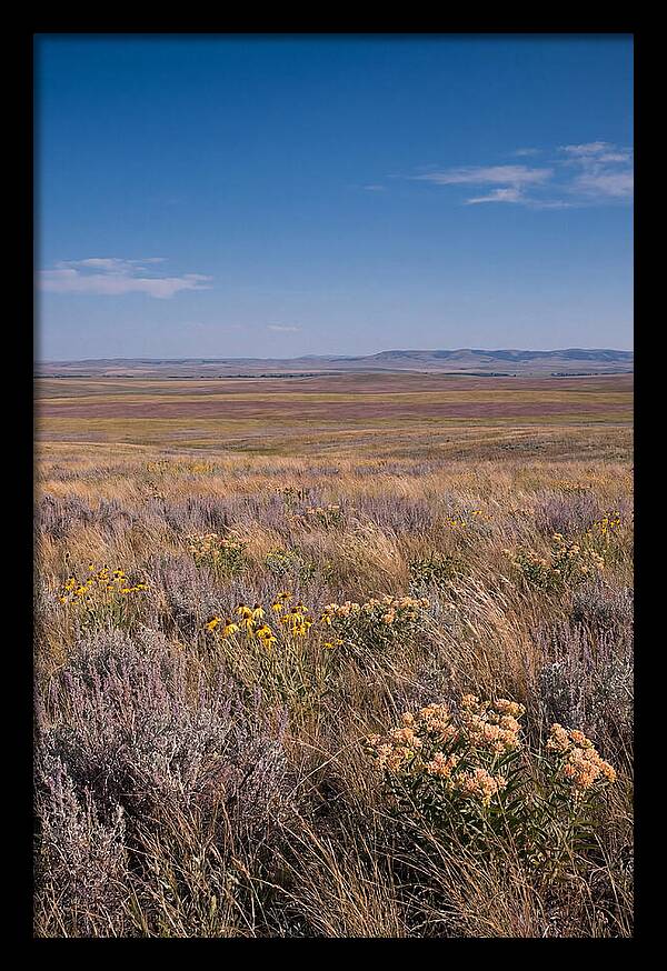 Prairie Wildflowers Swaying In Warm Breeze