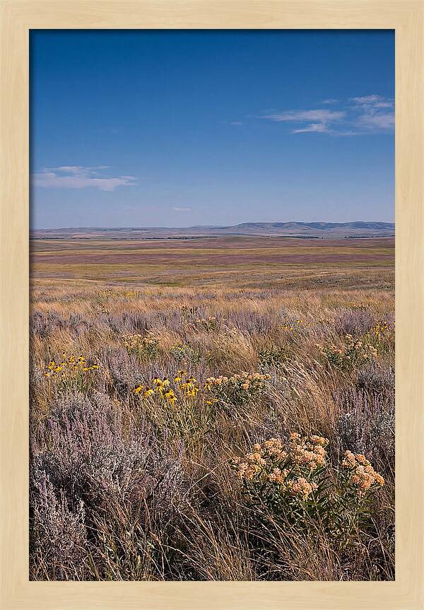 Prairie Wildflowers Swaying In Warm Breeze