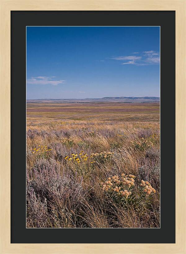 Prairie Wildflowers Swaying In Warm Breeze