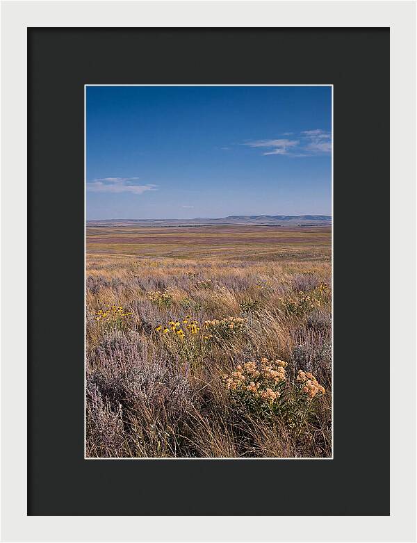 Prairie Wildflowers Swaying In Warm Breeze