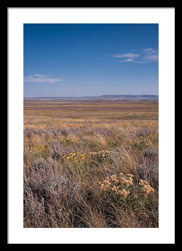 Prairie Wildflowers Swaying In Warm Breeze