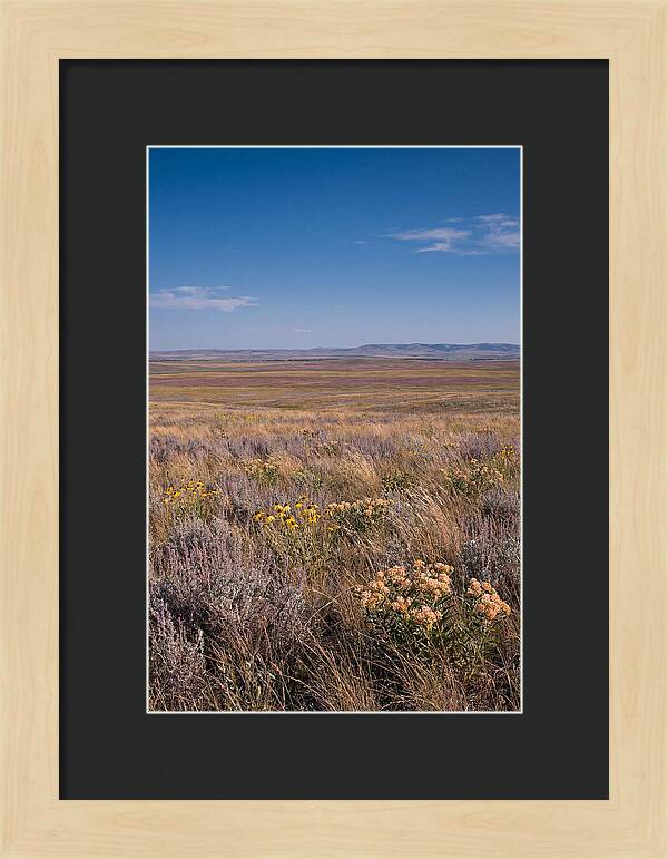 Prairie Wildflowers Swaying In Warm Breeze