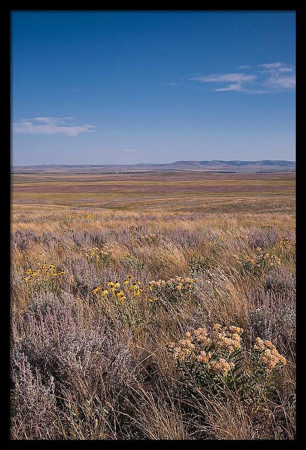 Prairie Wildflowers Swaying In Warm Breeze