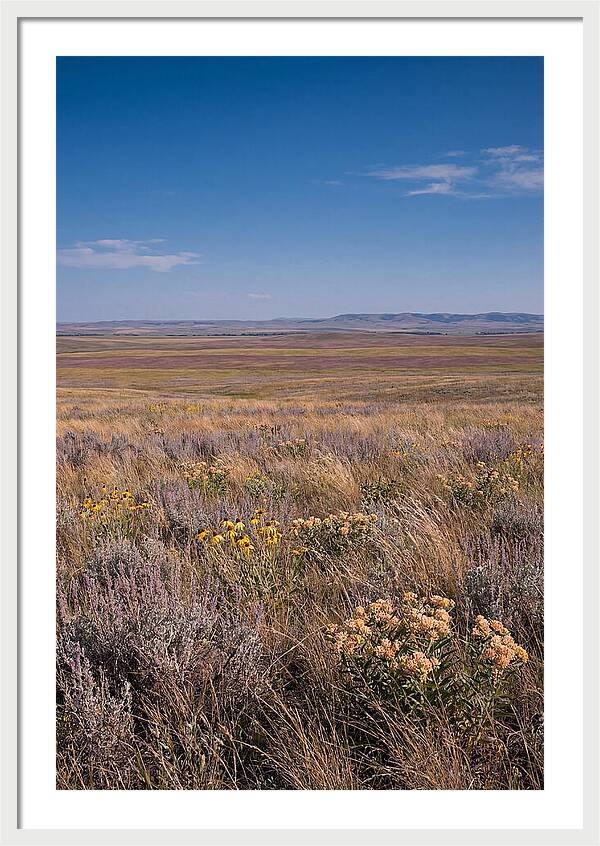 Prairie Wildflowers Swaying In Warm Breeze