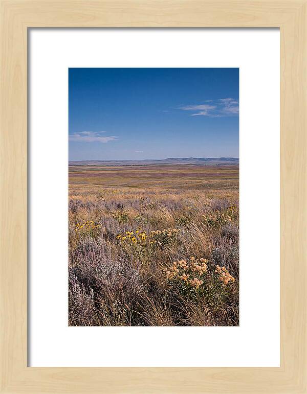 Prairie Wildflowers Swaying In Warm Breeze