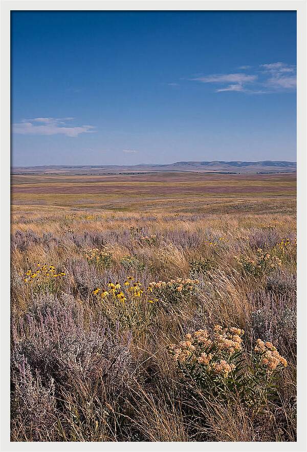 Prairie Wildflowers Swaying In Warm Breeze