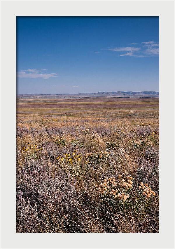 Prairie Wildflowers Swaying In Warm Breeze