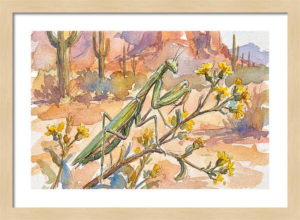 Praying Mantis In Desert Blooms