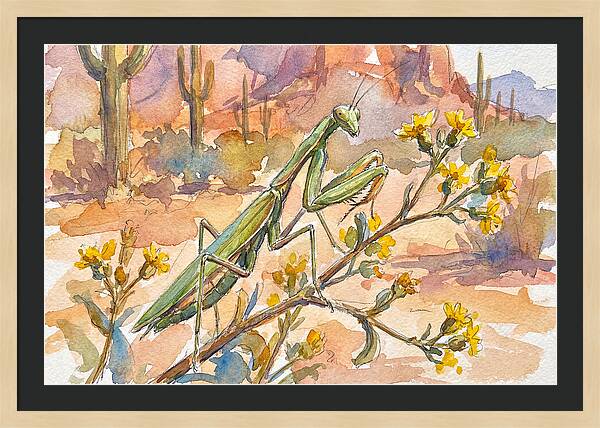 Praying Mantis In Desert Blooms