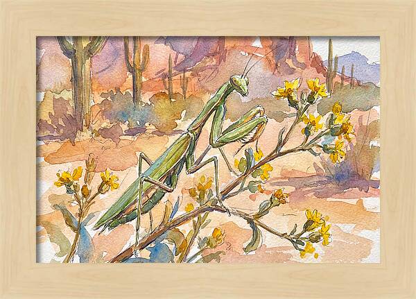 Praying Mantis In Desert Blooms