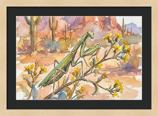 Praying Mantis In Desert Blooms