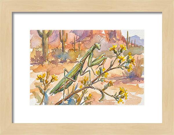 Praying Mantis In Desert Blooms