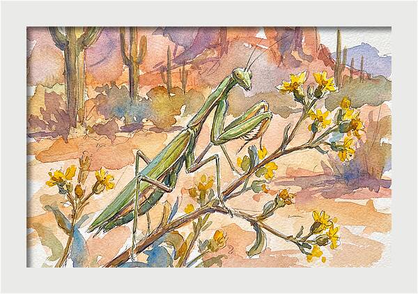 Praying Mantis In Desert Blooms