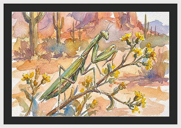 Praying Mantis In Desert Blooms