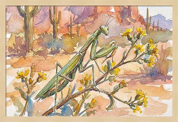 Praying Mantis In Desert Blooms