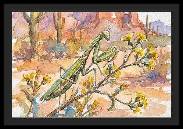 Praying Mantis In Desert Blooms