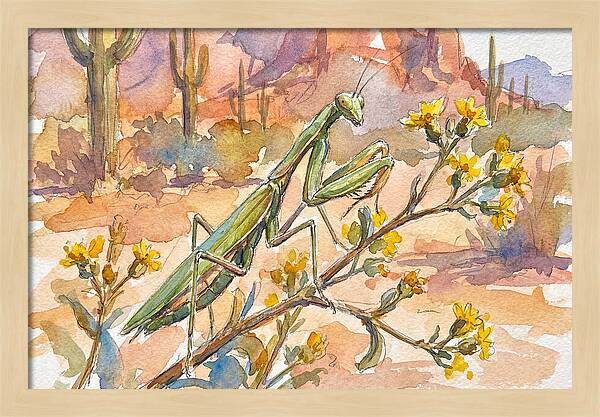 Praying Mantis In Desert Blooms