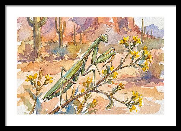 Praying Mantis In Desert Blooms
