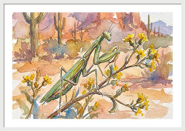 Praying Mantis In Desert Blooms