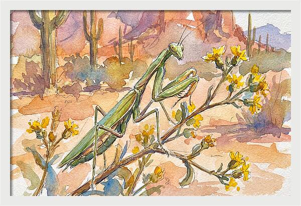 Praying Mantis In Desert Blooms