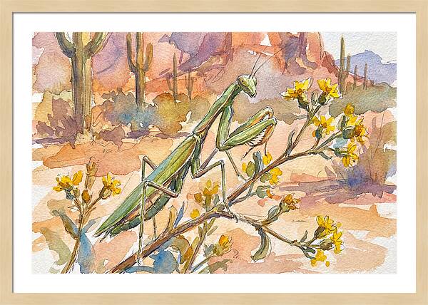 Praying Mantis In Desert Blooms
