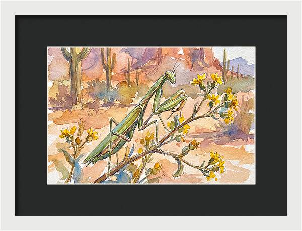 Praying Mantis In Desert Blooms