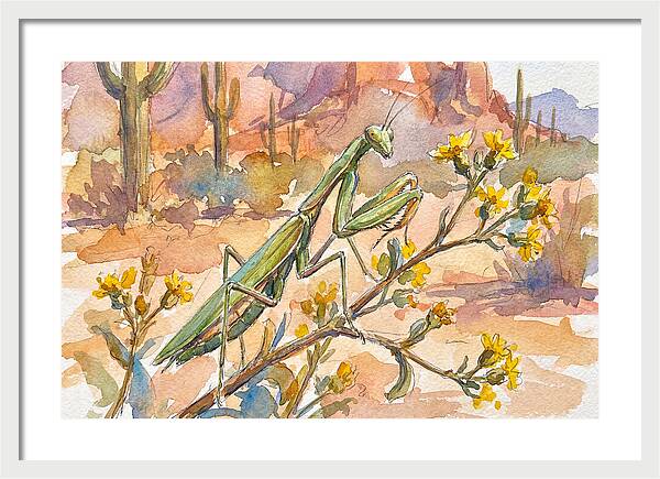 Praying Mantis In Desert Blooms