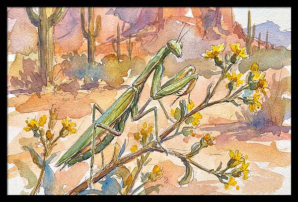 Praying Mantis In Desert Blooms