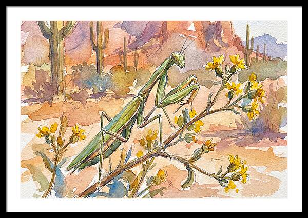 Praying Mantis In Desert Blooms