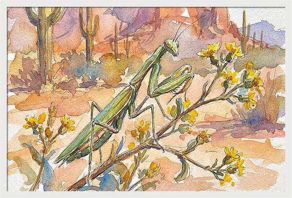 Praying Mantis In Desert Blooms