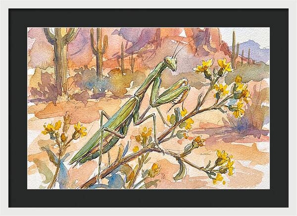 Praying Mantis In Desert Blooms