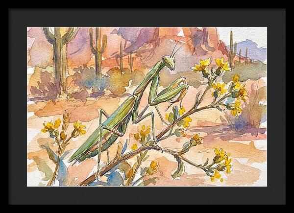 Praying Mantis In Desert Blooms