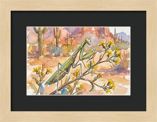 Praying Mantis In Desert Blooms