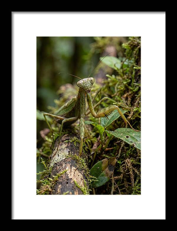 Praying Mantis In The Wild