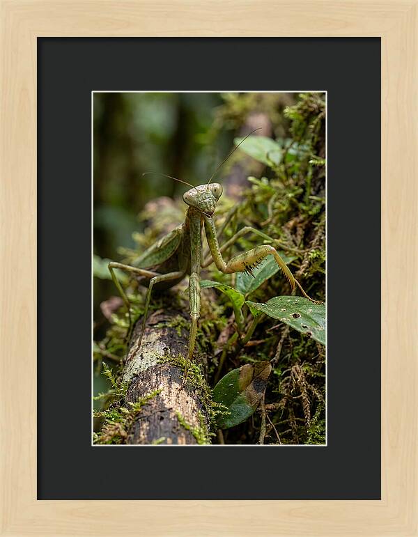 Praying Mantis In The Wild