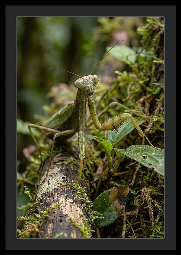 Praying Mantis In The Wild