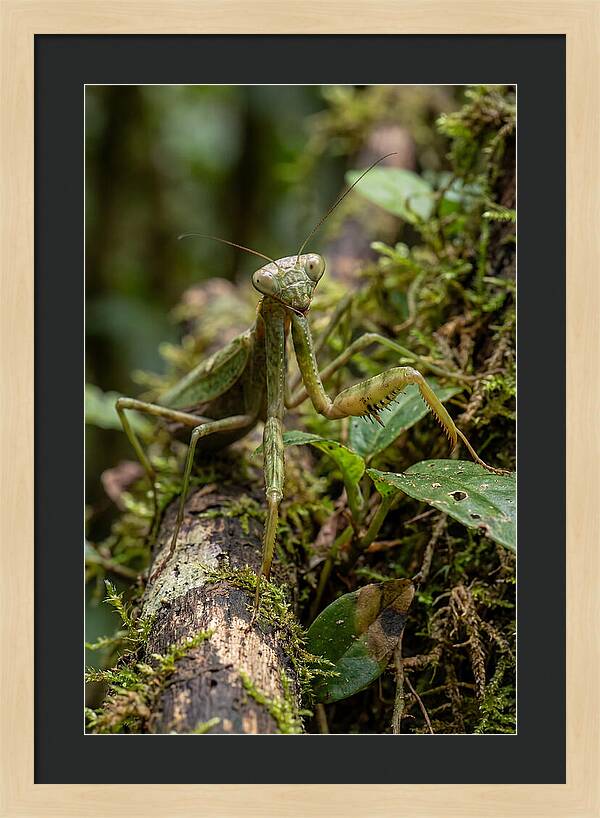 Praying Mantis In The Wild