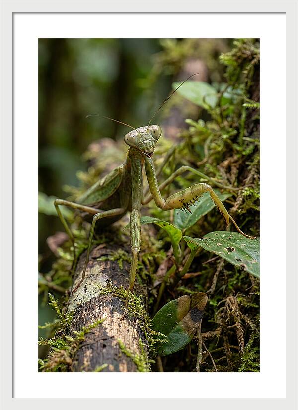 Praying Mantis In The Wild