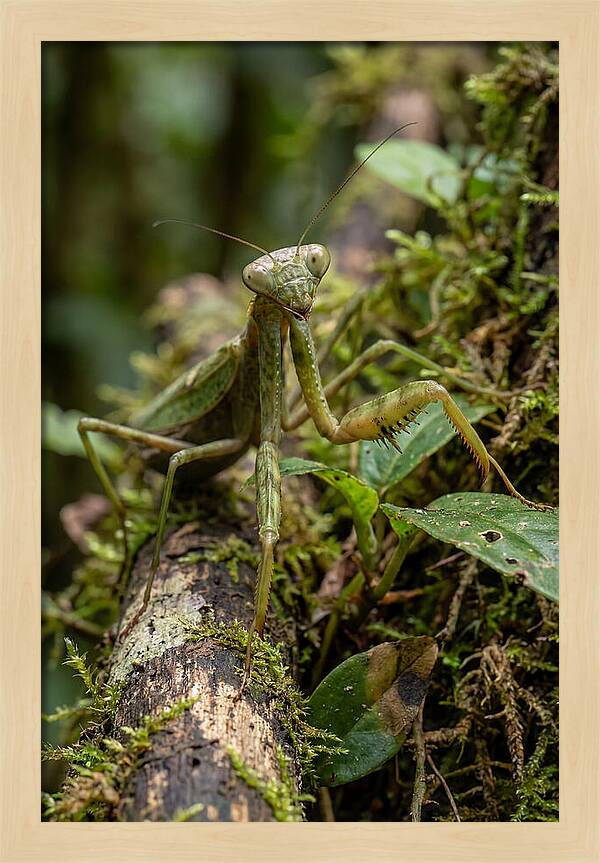 Praying Mantis In The Wild