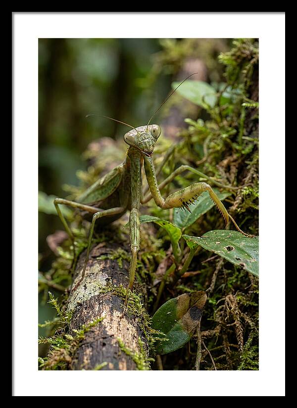 Praying Mantis In The Wild