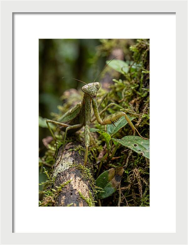 Praying Mantis In The Wild