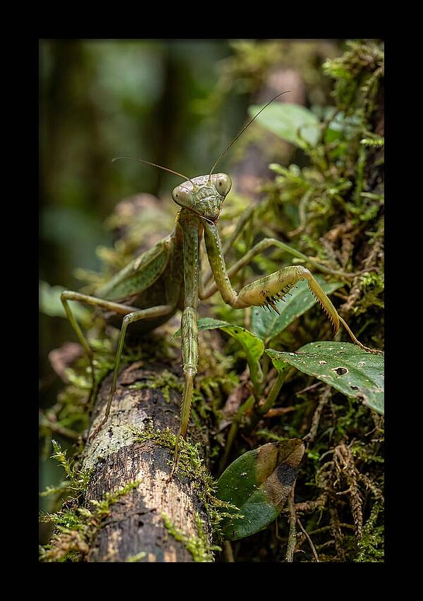 Praying Mantis In The Wild
