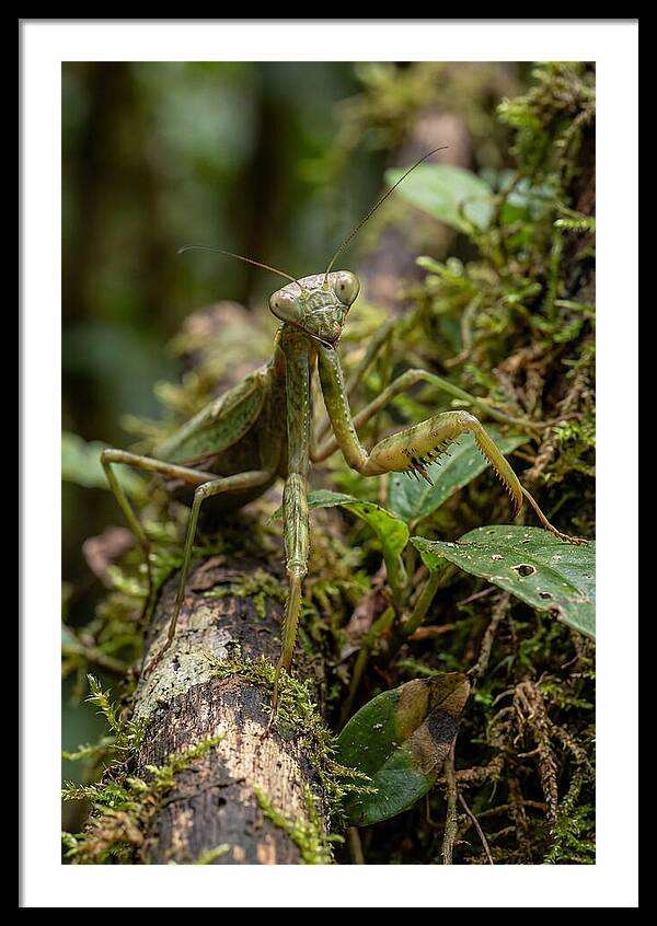 Praying Mantis Art