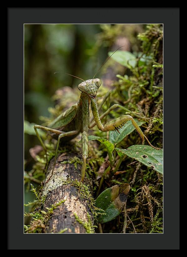 Praying Mantis In The Wild
