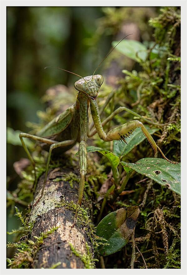 Praying Mantis In The Wild