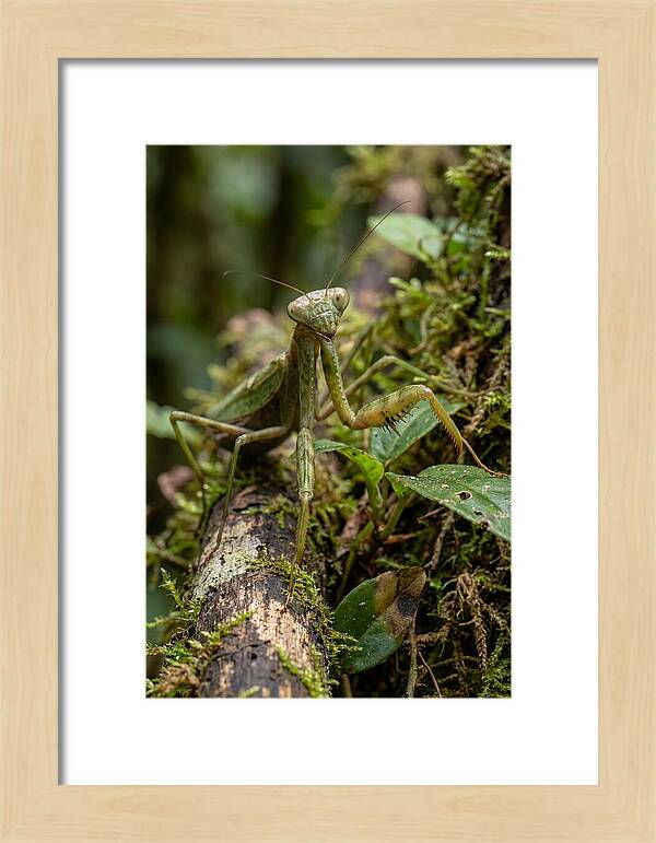 Praying Mantis In The Wild